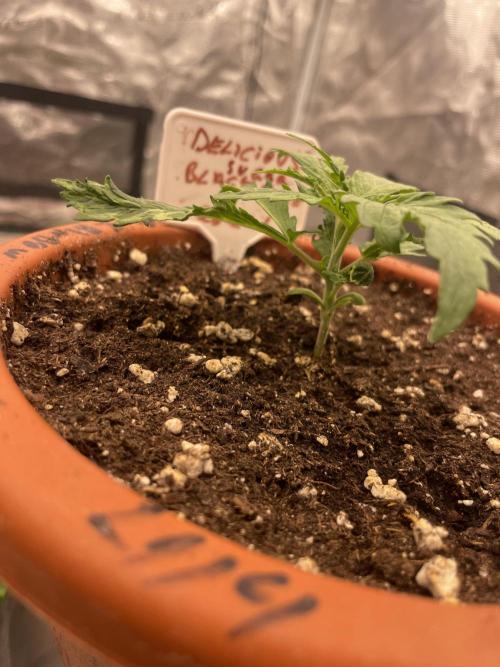 Sugar black rose 🥀. Week 3