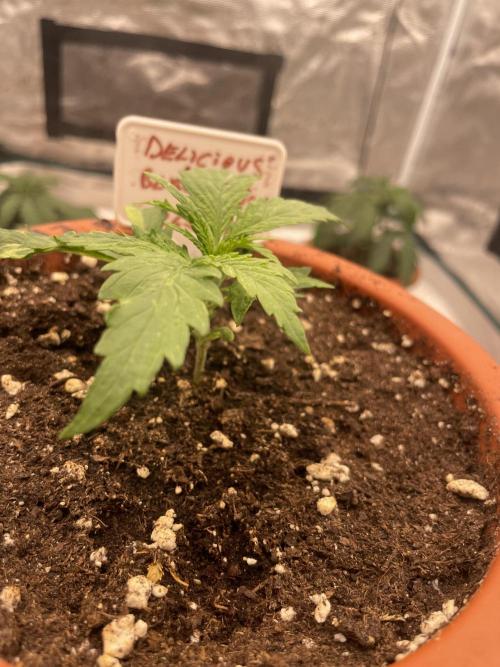 Sugar black rose 🥀. Week 3