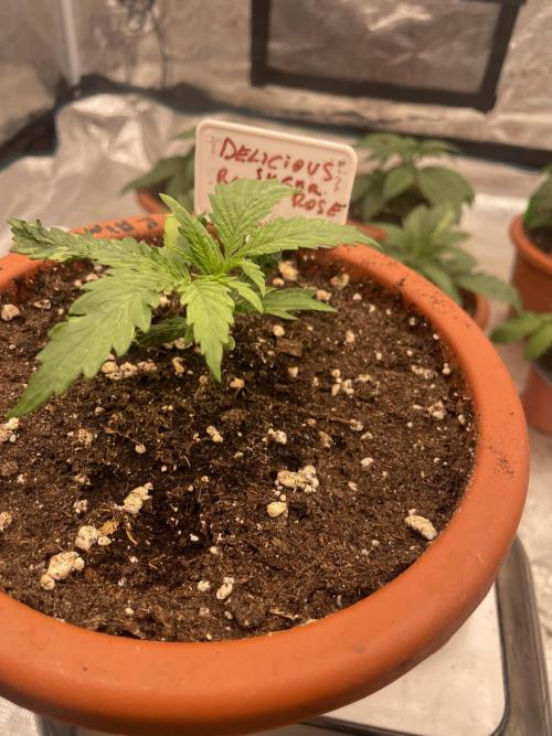 Sugar black rose 🥀. Week 3