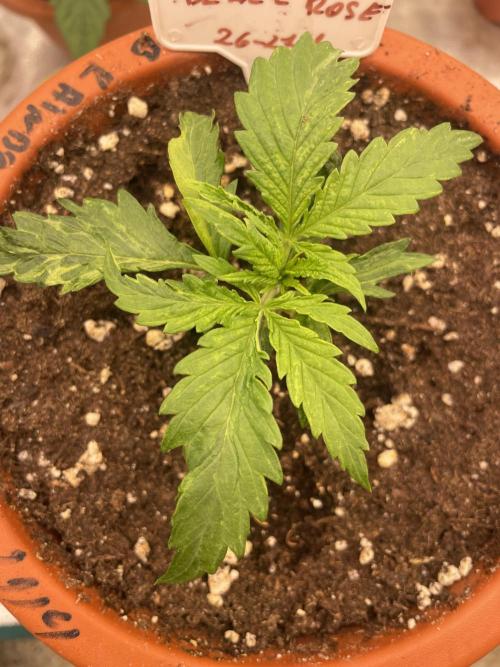 Sugar black rose 🥀. Week 3