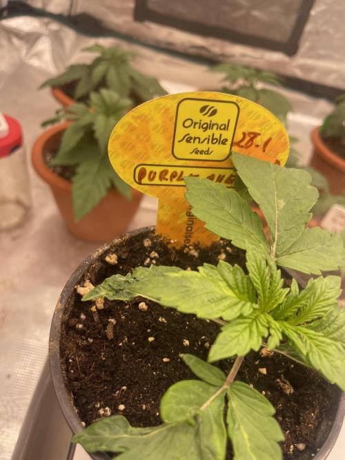 Purple Overload. Week 3