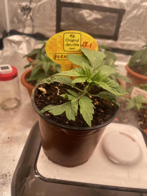 Purple Overload. Week 3