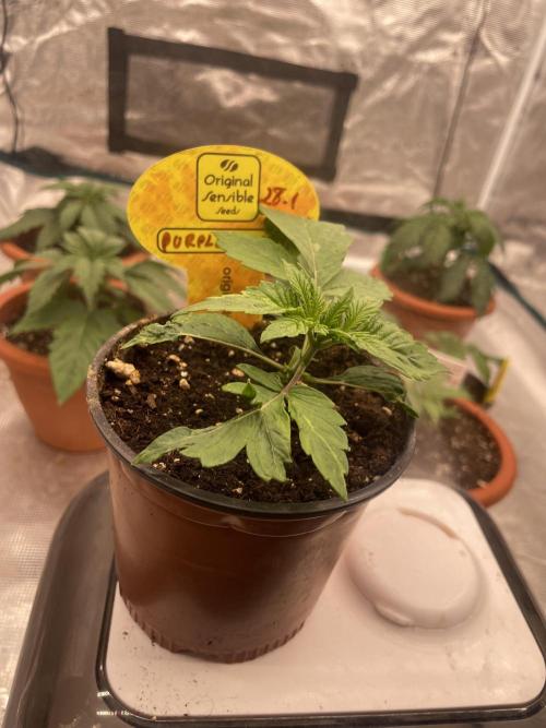 Purple Overload. Week 3