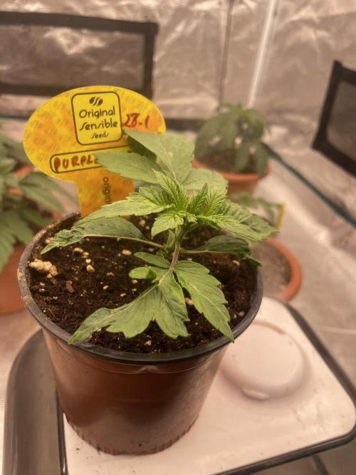 Purple Overload. Week 3