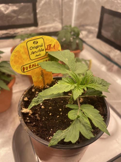 Purple Overload. Week 3