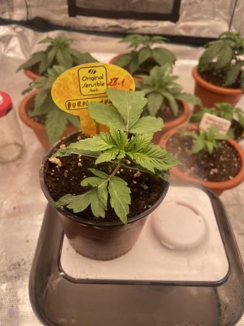 Purple Overload. Week 3