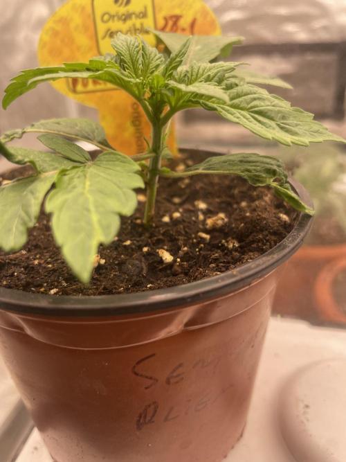 Purple Overload. Week 3