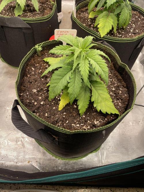 Bubble 🫧 OG gum. Week 4