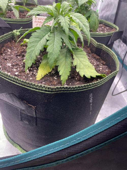 Bubble 🫧 OG gum. Week 4