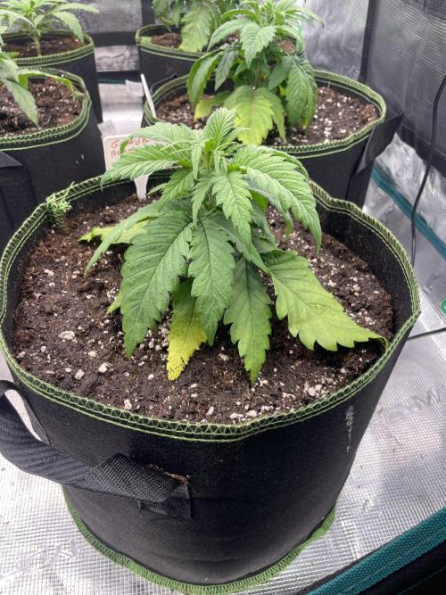 Bubble 🫧 OG gum. Week 4