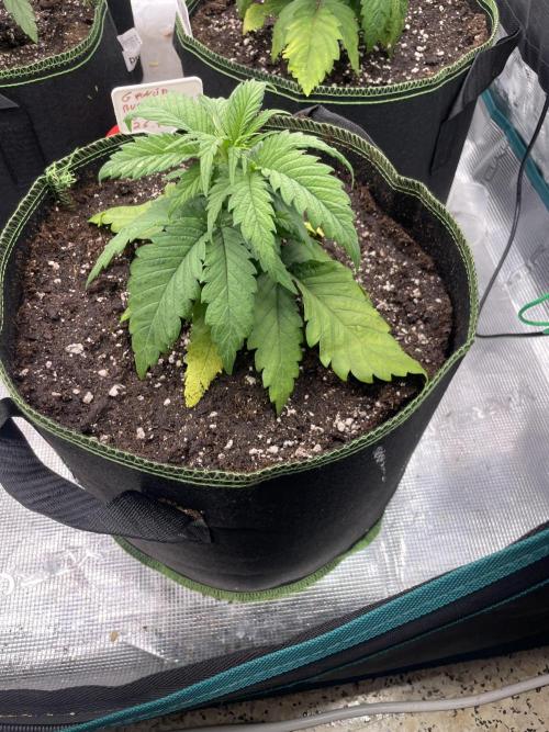 Bubble 🫧 OG gum. Week 4