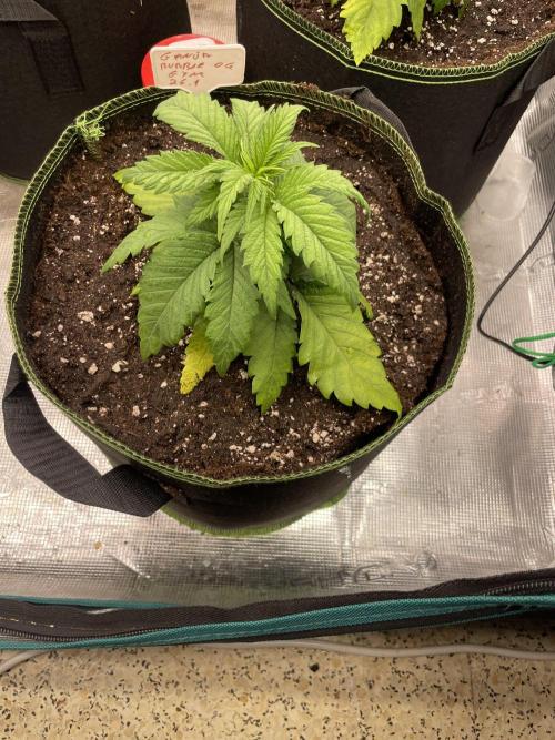 Bubble 🫧 OG gum. Week 4