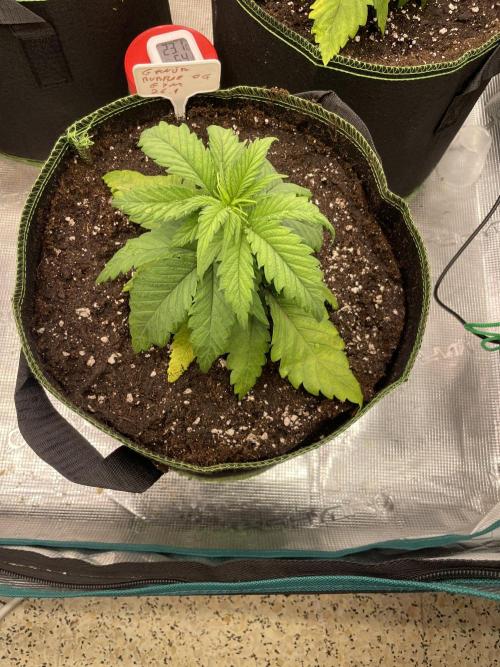 Bubble 🫧 OG gum. Week 4