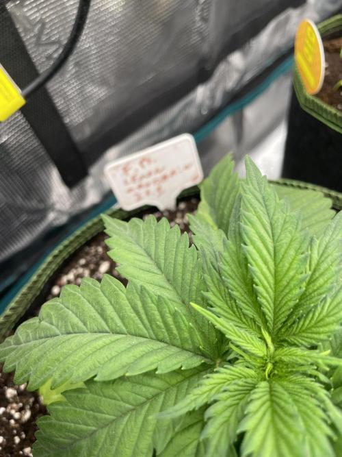 Lemon 🍋 Mandarin. Week 4