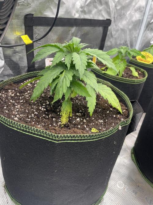 Lemon 🍋 Mandarin. Week 4