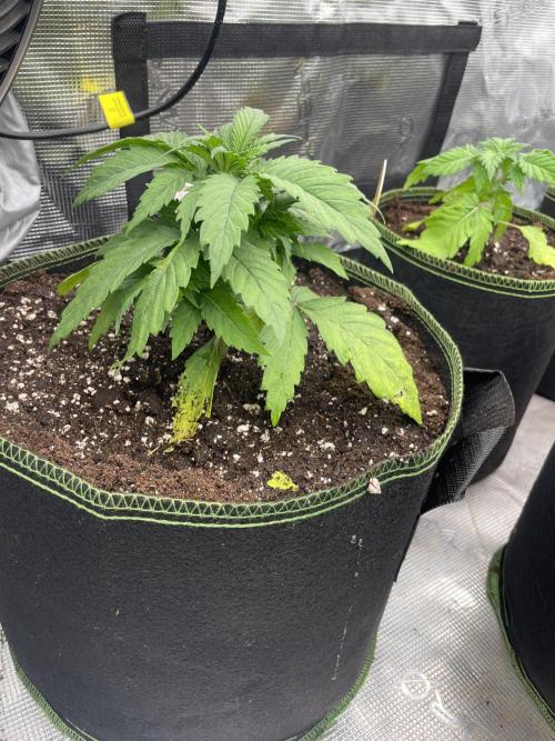 Lemon 🍋 Mandarin. Week 4