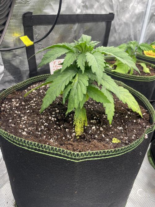 Lemon 🍋 Mandarin. Week 4