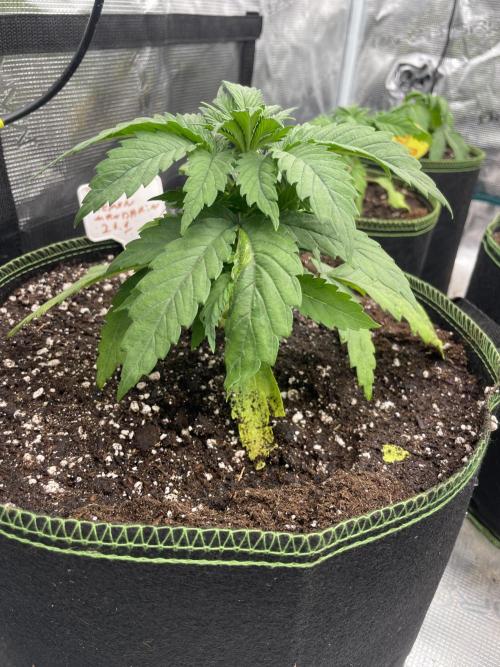 Lemon 🍋 Mandarin. Week 4