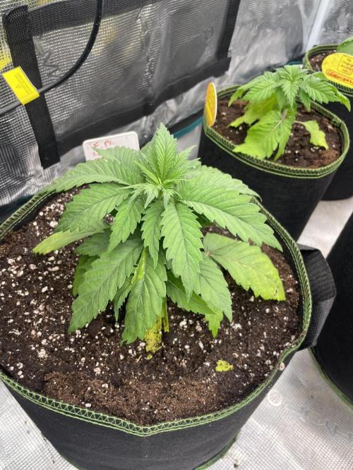 Lemon 🍋 Mandarin. Week 4