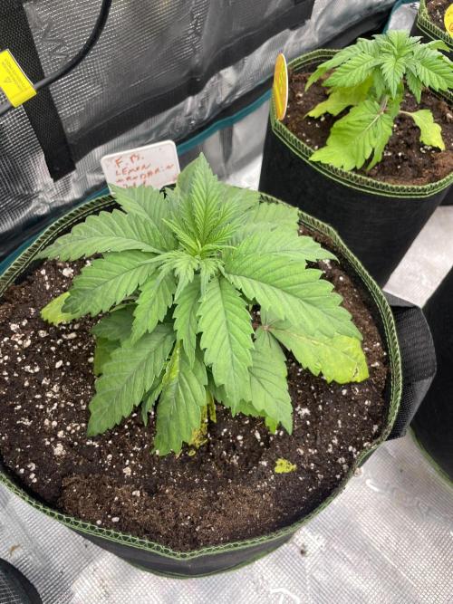 Lemon 🍋 Mandarin. Week 4