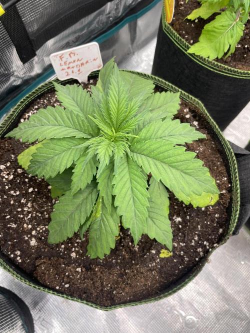 Lemon 🍋 Mandarin. Week 4