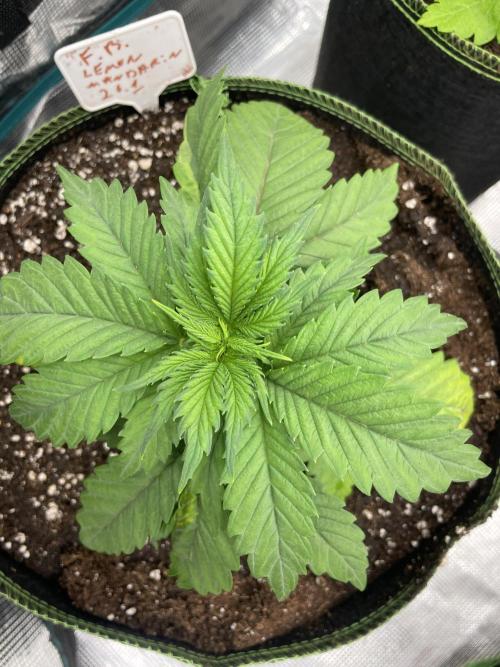 Lemon 🍋 Mandarin. Week 4