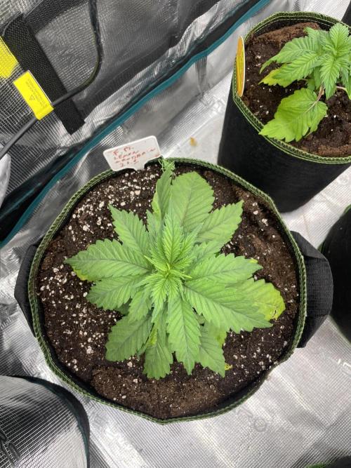 Lemon 🍋 Mandarin. Week 4