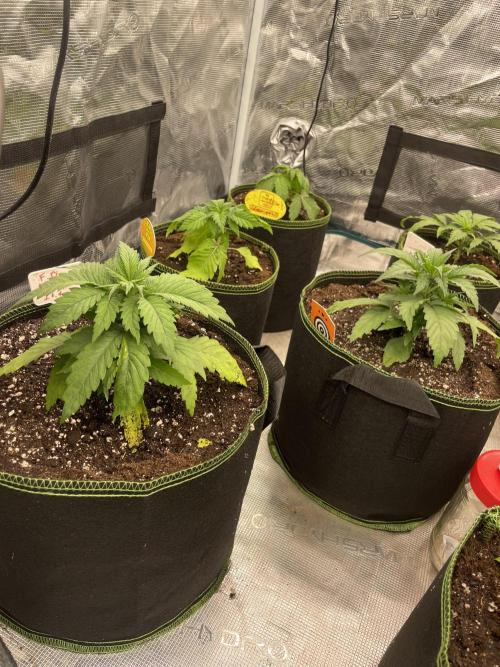 Lemon 🍋 Mandarin. Week 4