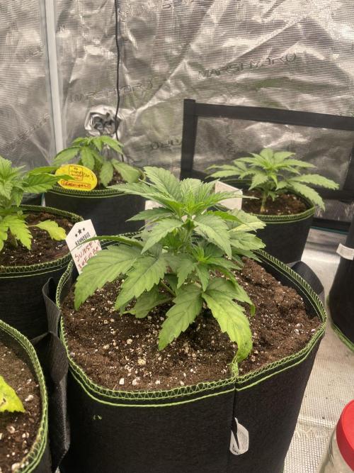 Sunset 🌅 sherbet. Week 4