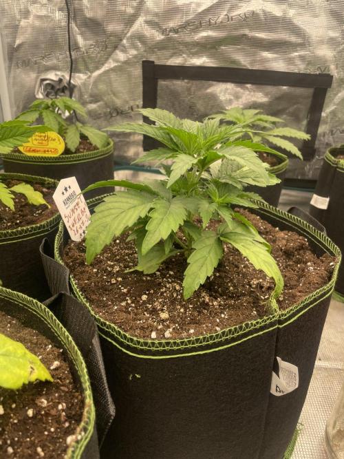 Sunset 🌅 sherbet. Week 4