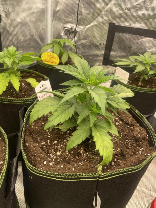Sunset 🌅 sherbet. Week 4