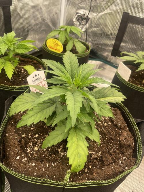 Sunset 🌅 sherbet. Week 4