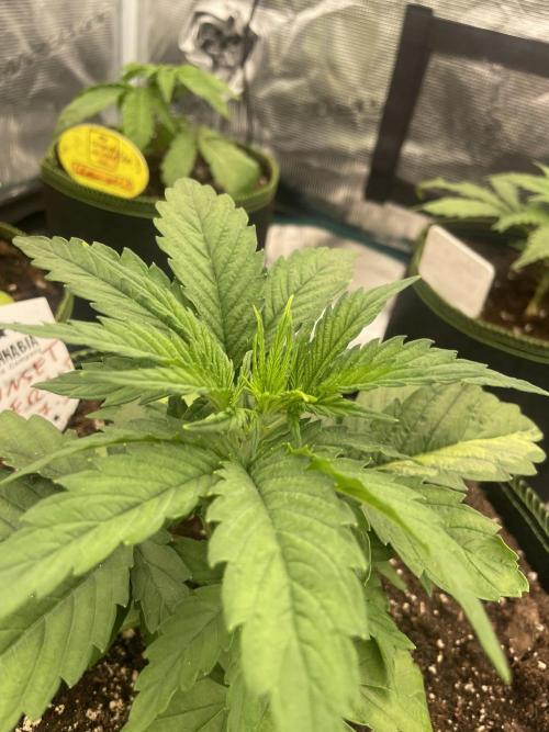 Sunset 🌅 sherbet. Week 4