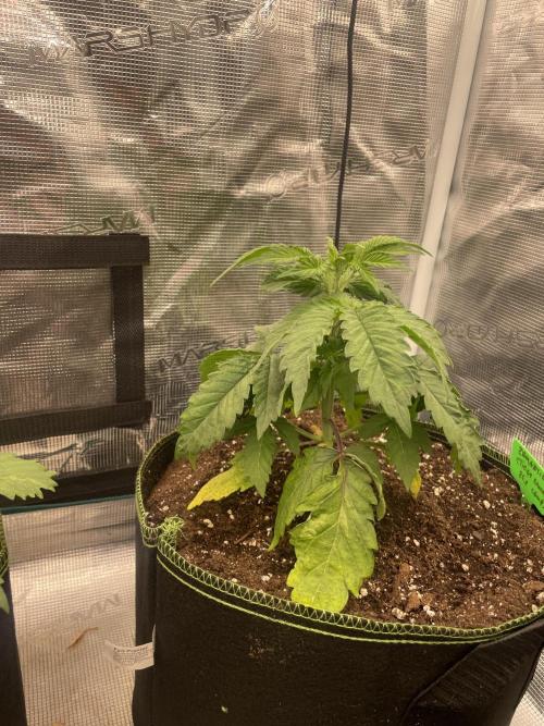 Sticky Brocoli Zamnesia+Plagron. Week 4