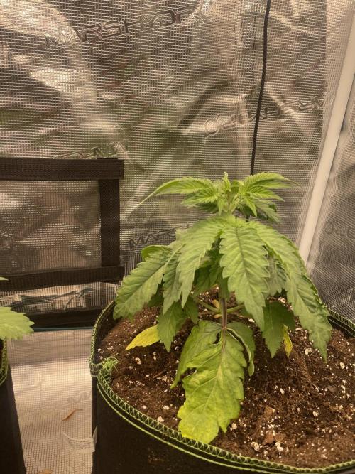 Sticky Brocoli Zamnesia+Plagron. Week 4