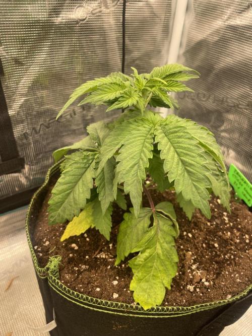 Sticky Brocoli Zamnesia+Plagron. Week 4