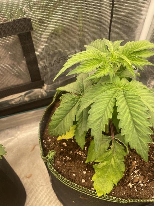 Sticky Brocoli Zamnesia+Plagron. Week 4