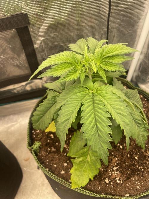 Sticky Brocoli Zamnesia+Plagron. Week 4