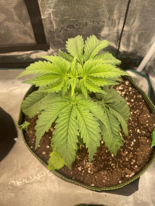 Sticky Brocoli Zamnesia+Plagron. Week 4