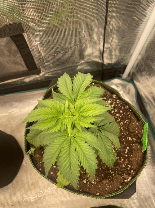Sticky Brocoli Zamnesia+Plagron. Week 4