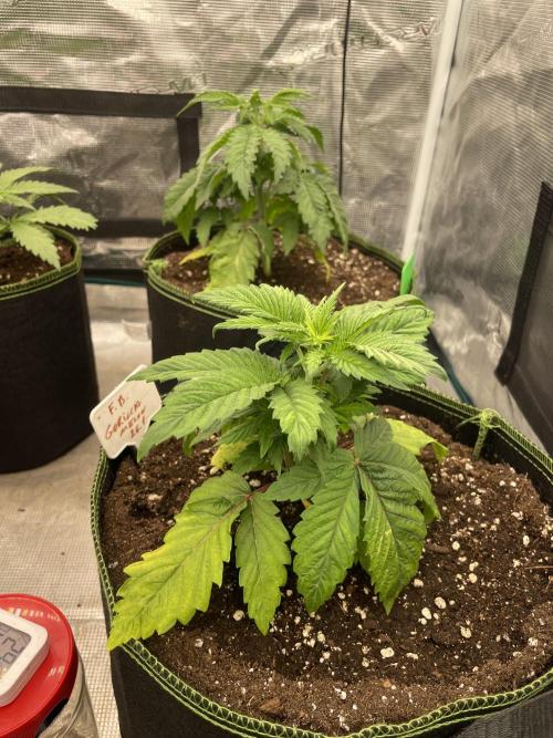 Gorilla 🦍 melon 🍈. Week 4