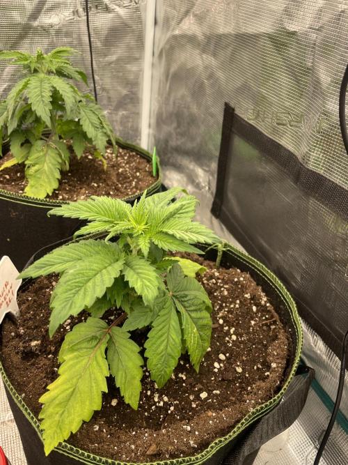 Gorilla 🦍 melon 🍈. Week 4
