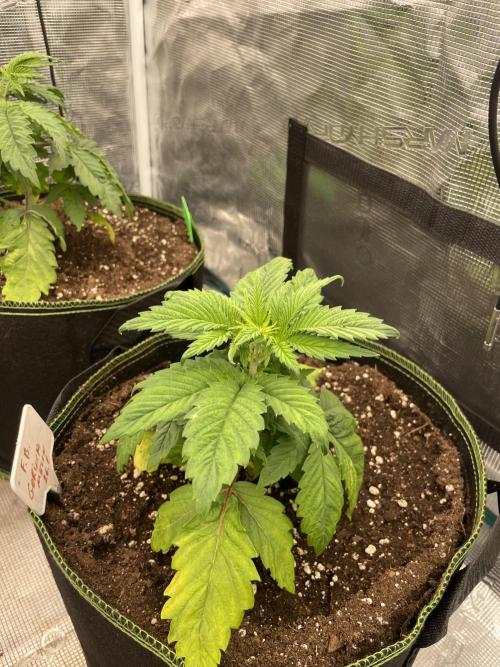 Gorilla 🦍 melon 🍈. Week 4