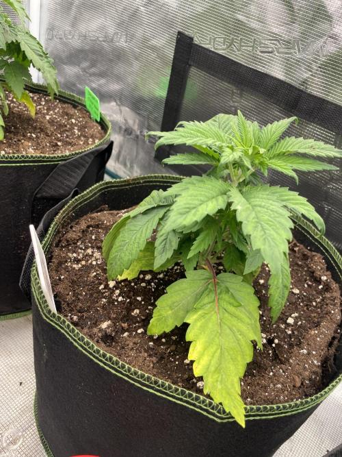 Gorilla 🦍 melon 🍈. Week 4