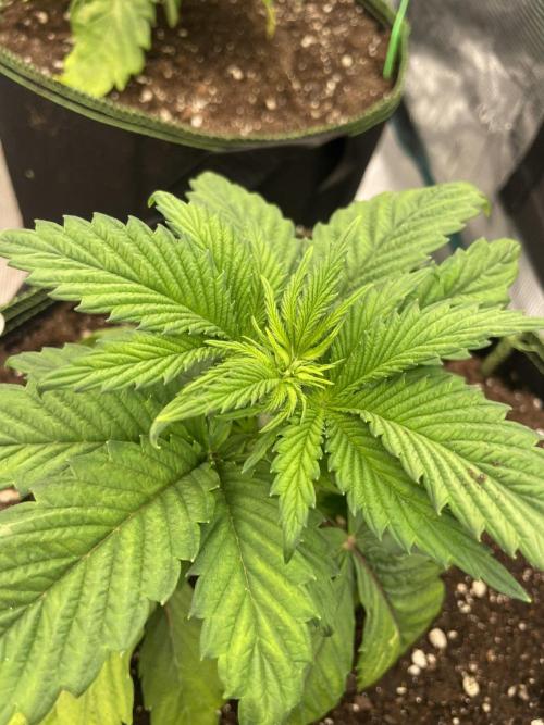 Gorilla 🦍 melon 🍈. Week 4