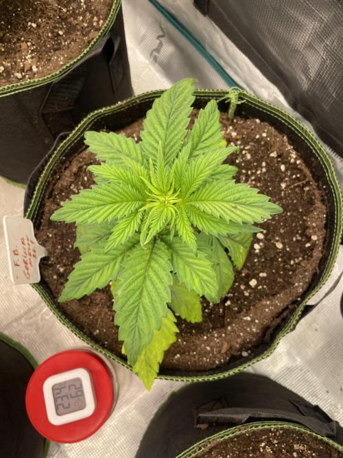 Gorilla 🦍 melon 🍈. Week 4