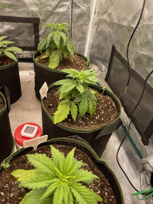 Gorilla 🦍 melon 🍈. Week 4