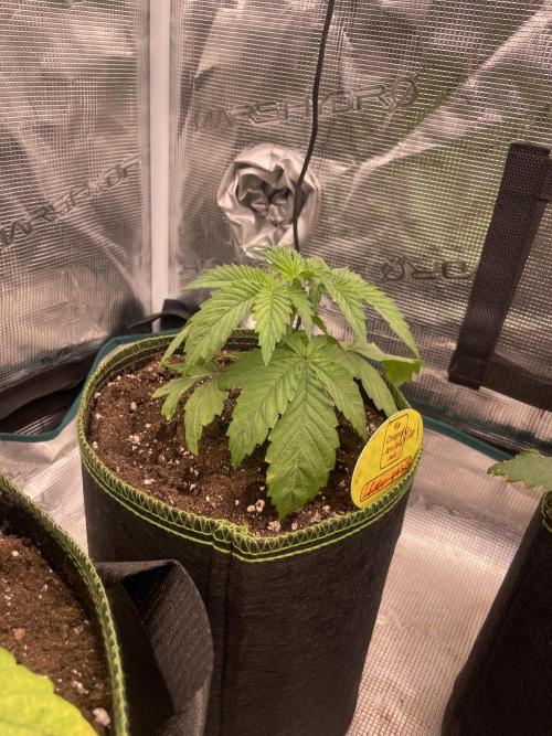 Purple Overload. Week 4