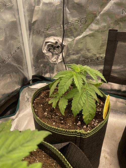 Purple Overload. Week 4