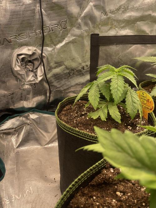 Purple Overload. Week 4